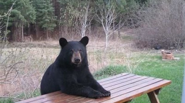 Un ours qui s'invite à dîner.