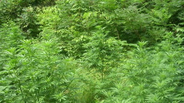100 plants déterrés