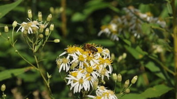 Du miel en abondance