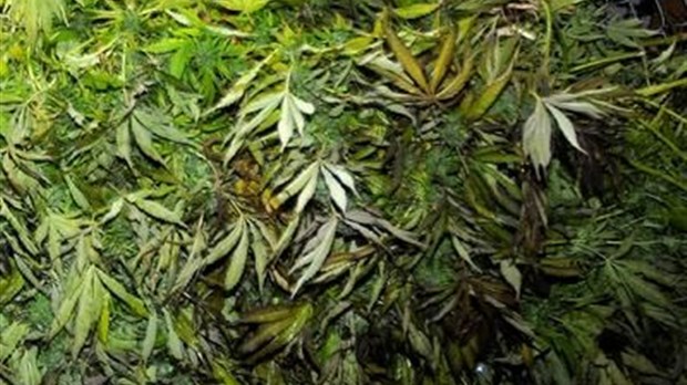 Producteur de pot récidiviste au pénitencier