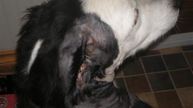 Deux pitbulls en liberté attaquent un chien à Rawdon