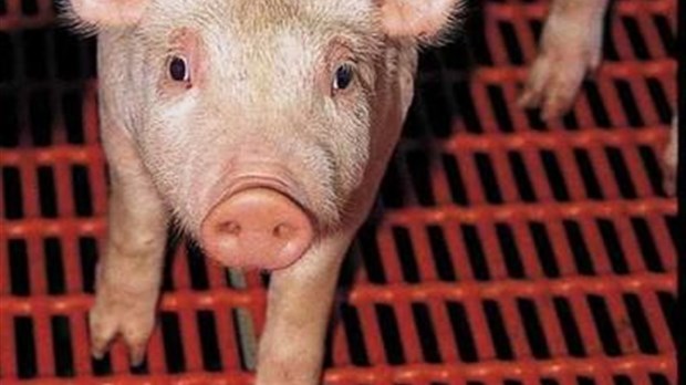 Des fermes porcines pourraient disparaître avant la fin de l'année