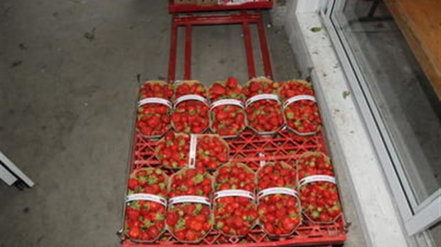 Une semaine décisive pour les fraises