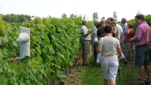 L'amour du vin à Saint-Thomas