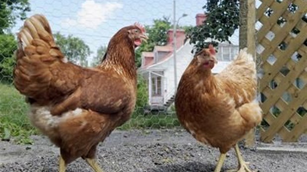Un marché dominé par les plumes