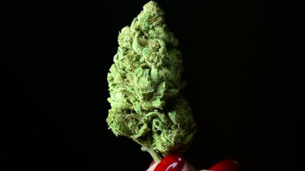 Cannabis inc.