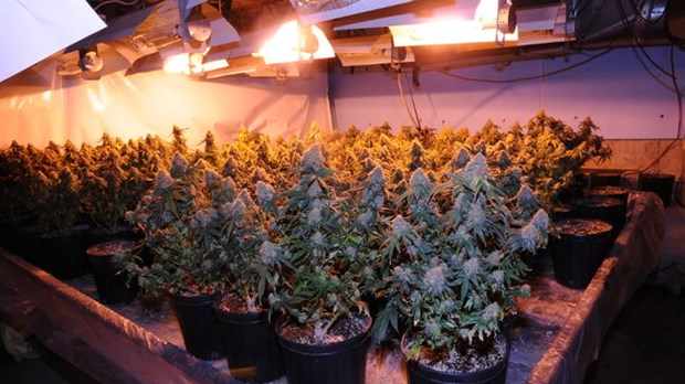 Des études pour leurs enfants avec les profits du «pot»