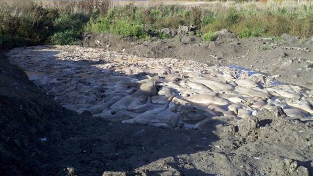 Des centaines de porcs morts à Sainte-Élisabeth