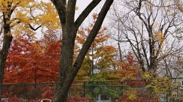 Parc Lajoie à Joliette : des arbres seront remplacés