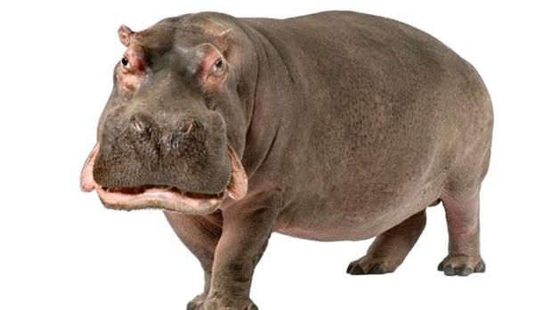 Les 10 animaux les plus dangereux pour l’homme