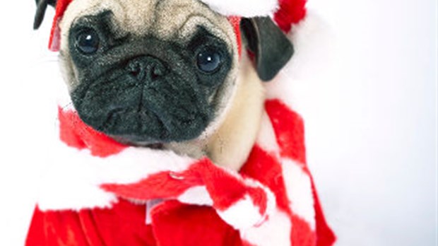 Offrir un animal comme cadeau de Noël… pas toujours une bonne idée