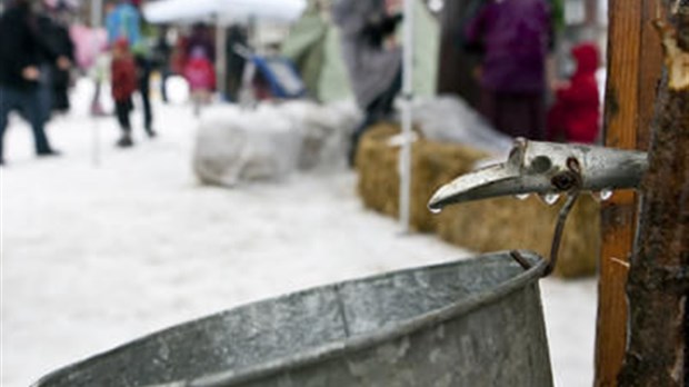 Les érables de Lanaudière coulent malgré la chaleur