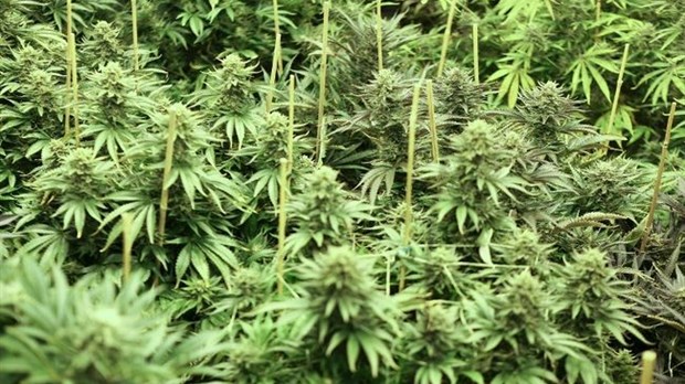 Six perquisitions et plus de 2000 plants de cannabis saisis dans Lanaudière
