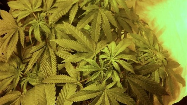 Saisie de cannabis à Saint-Ambroise