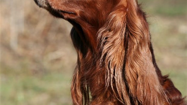 Découvrir le Setter irlandais