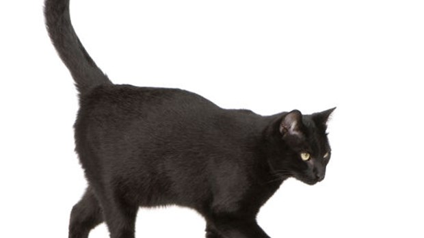 Les superstitions et les croyances liées aux chats