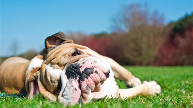 La canicule et votre chien