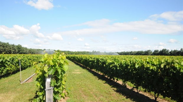 Les vignobles connaissent une année record