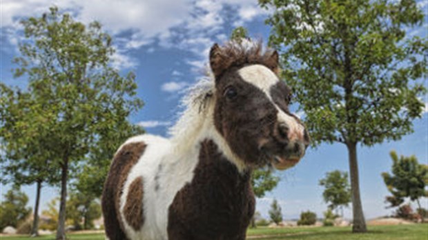 Le cheval miniature