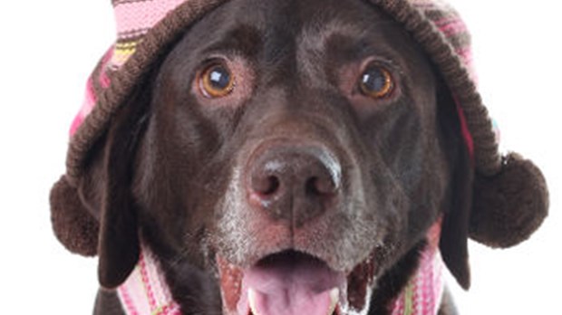 Votre chien et le froid de l’hiver