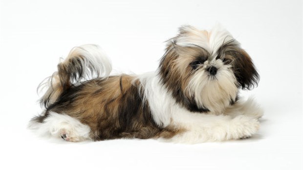 Le Shih Tzu