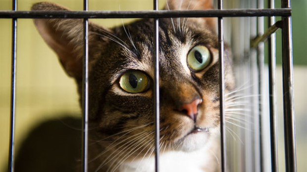Les refuges pour animaux débordent