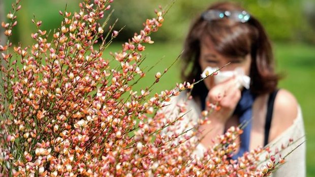 Peu de répit pour les gens qui souffrent d'allergies