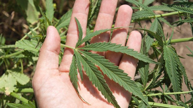 17 mois pour avoir produit du pot