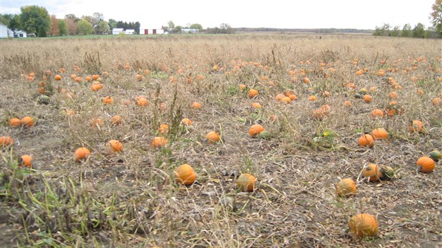 La consommation de citrouille à la baisse ? 