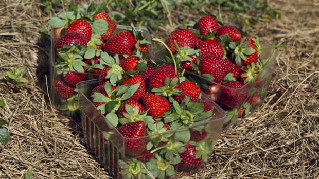 Les producteurs de la région tente de se faire une place