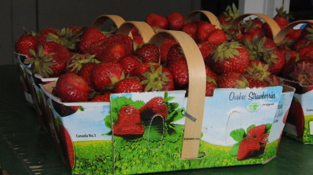 Les producteurs font face à une catastrophe
