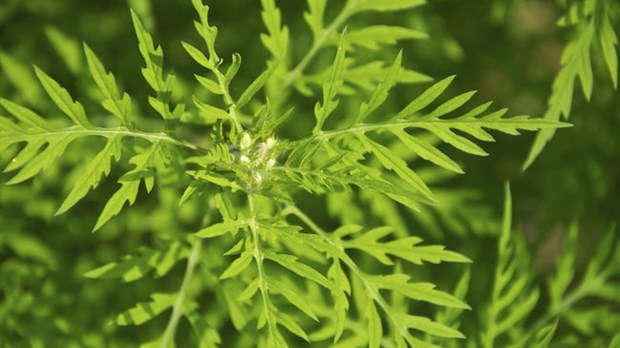 L’herbe à poux et l’herbe à puce, comment les prévenir?