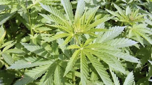 Le pot domine à Joliette