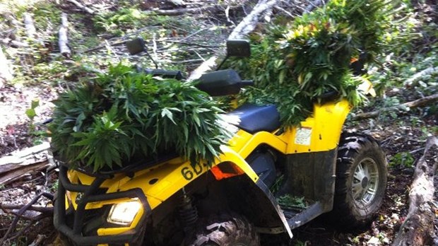 Deux nouvelles perquisitions de cannabis