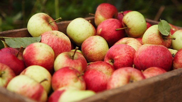 Important rappel de pommes