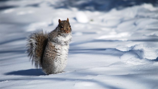 Nourrir les animaux pourrait être interdit à Berthierville