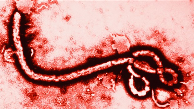 Ebola: le cas est négatif