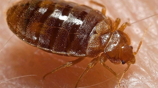 La Direction de santé publique rappelle les consignes à appliquer en cas d'infestation de punaises de lit