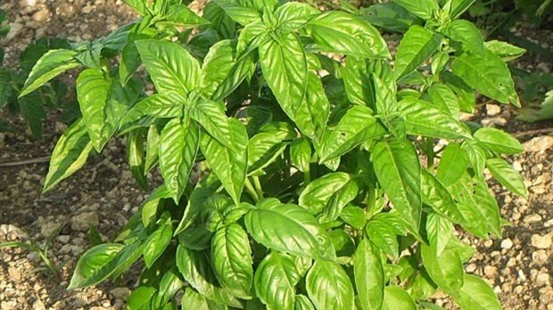 Un paysage odorant et goûteux à Joliette :  Basilic frais à cueillir