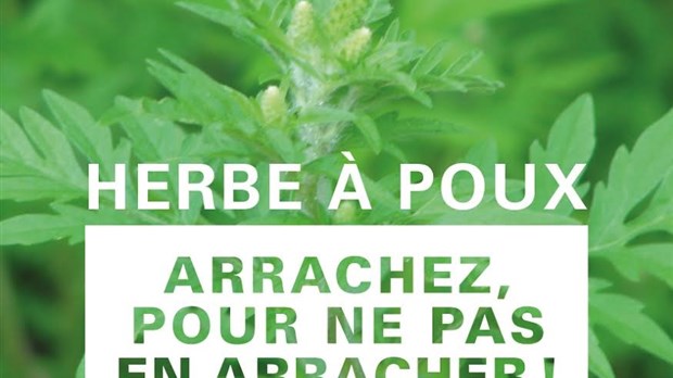 Herbe à poux : l’arracher, pour éviter d’en arracher!