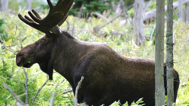 Ouverture de la chasse : les chasseurs invités à adopter une bonne conduite