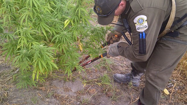 Opération Cisaille : La SQ saisi plus de 4400 plants de cannabis