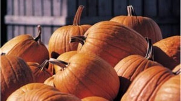 Concours de citrouilles décorées à Maison et jardins Antoine-Lacombe