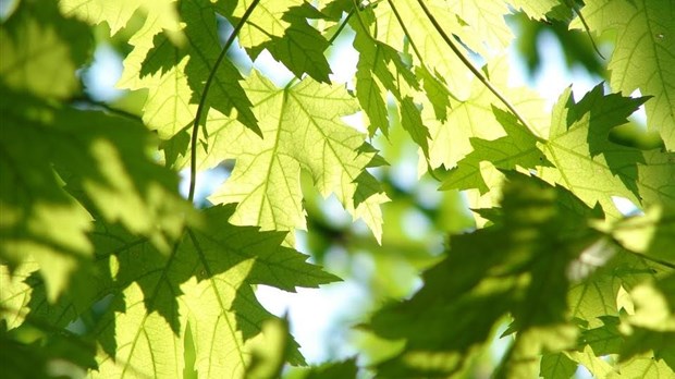 Un plan de gestion des milieux naturels à Joliette
