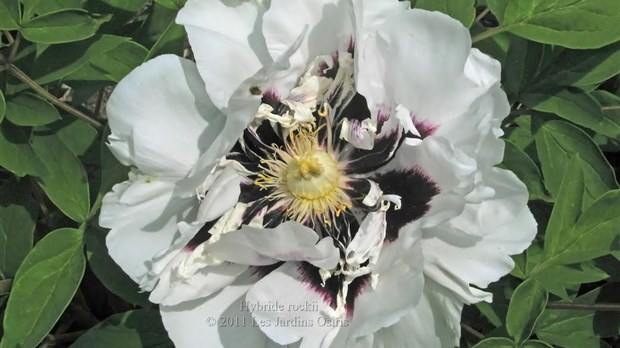 Conférence horticole sur les pivoines 