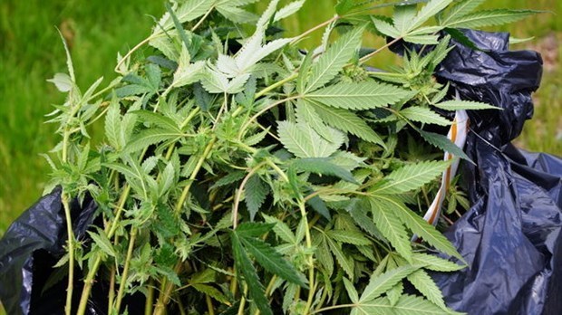 Arrestation de deux présumés producteurs de cannabis