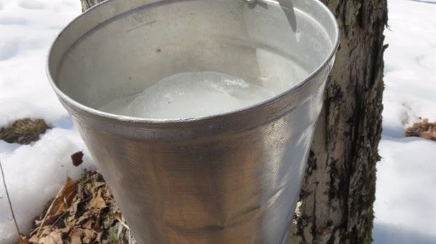 L’érable : force sucrée de la nature 