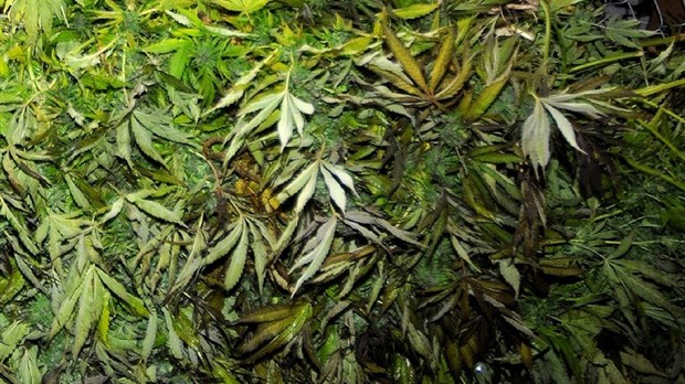 Production de cannabis: arrestation d’un homme de Saint-Barthélemy