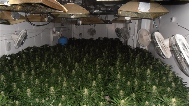 Production de cannabis: Arrestation d’un homme à Mandeville