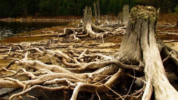 Exposition temporaire sur la forêt présentée à la Maison Louis-Cyr